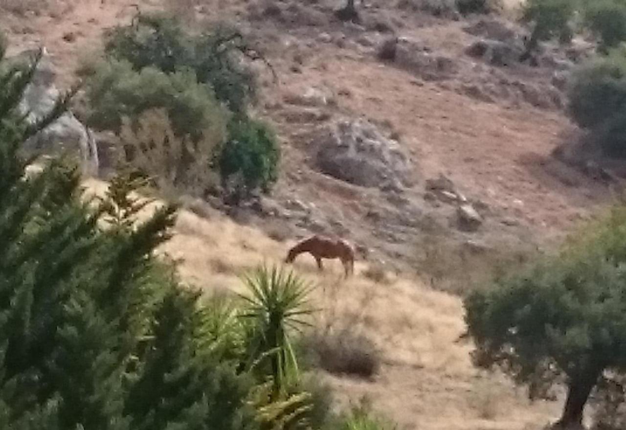 Finca Santa Matilde Málaga Buitenkant foto